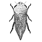 Click here to access Cercopoidea