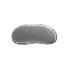 Click here to access Ostracoda