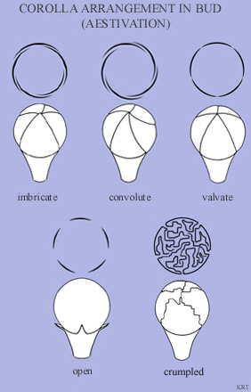 Corolla Arrangement in Bud (Aestivation)