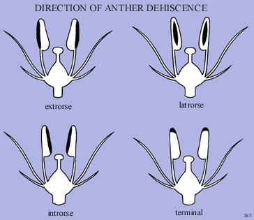 Direction of Anther Dehiscence