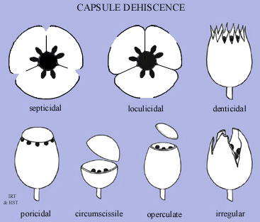 Capsule Dehiscence