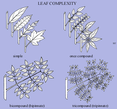 Leaf Complexity