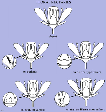 Floral Nectaries