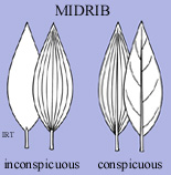 Midrib