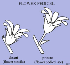 Flower Pedicel