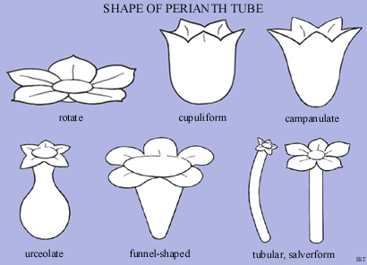 Shape of Perianth Tube