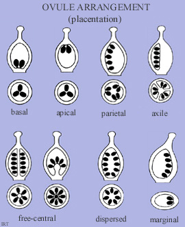 Ovule Arrangement