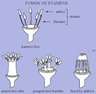 Fusion of Stamens