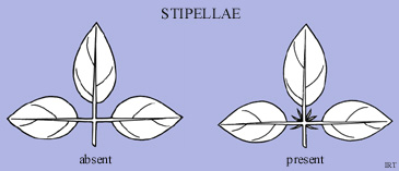 Stipellae