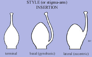 Style (or stigma-arm) Insertion