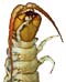Centipedes of Australia logo